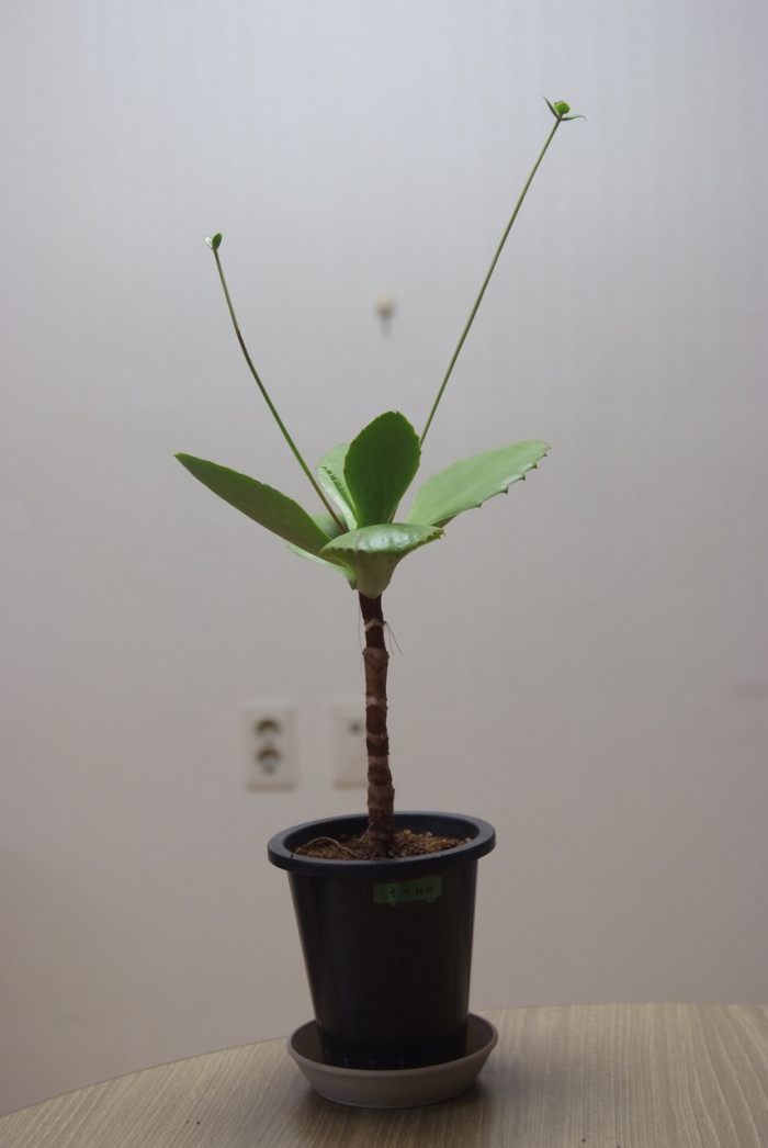 신세파라 - Cup Kalanchoe, Kalanchoe synsepala