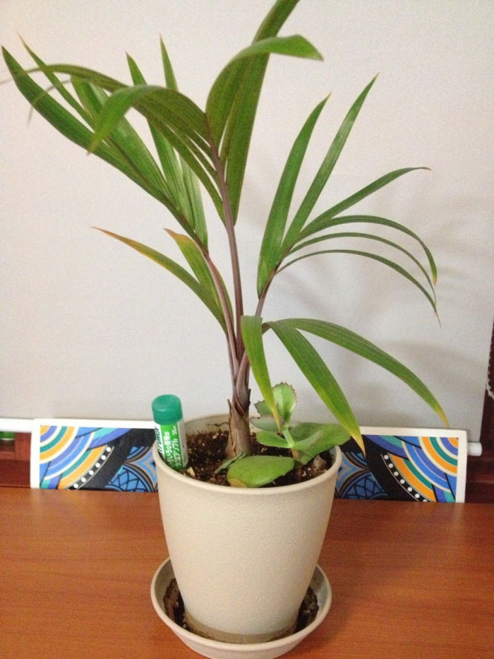 주병야자 - Bottle Palm, Hyophorbe lagenicaulis