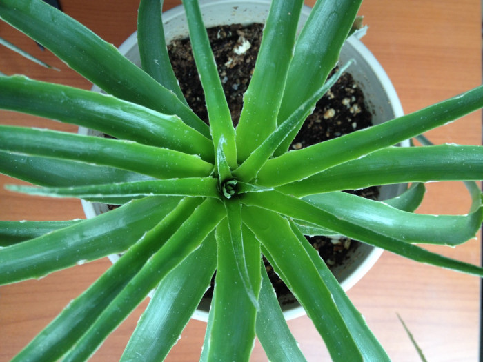 푸야 칠렌시스 - Sheep eating plant, Puya chilensis