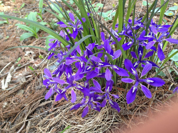 각시붓꽃 - Iris rossii Baker var. rossii