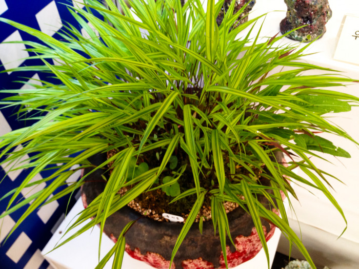 풍지초 - Hakonechloa macra 