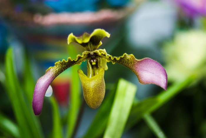 파피오페딜럼 - Papihopedilum pinochio, Paphiopedilum hybrids