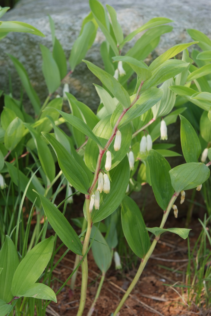 둥굴레 - ㅋㅋ, Polygonatum odoratum var.pluriflorum