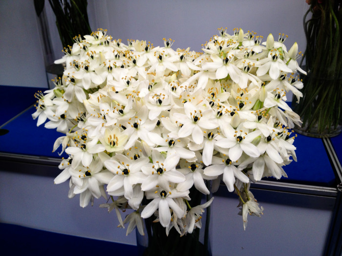 부바르디아 - Sweet Bouvardia, Bouvardia longiflora (cav.) HBK