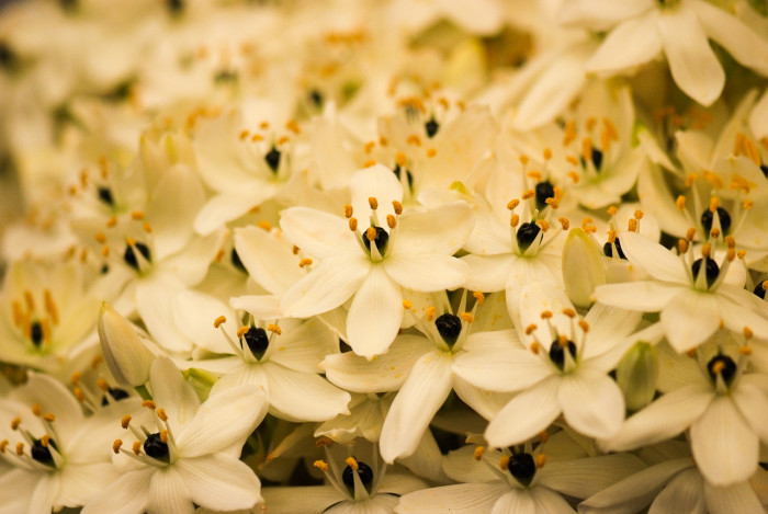 부바르디아 - Sweet Bouvardia, Bouvardia longiflora (cav.) HBK