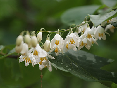 때죽나무 사진 - Styrax japonica Photos