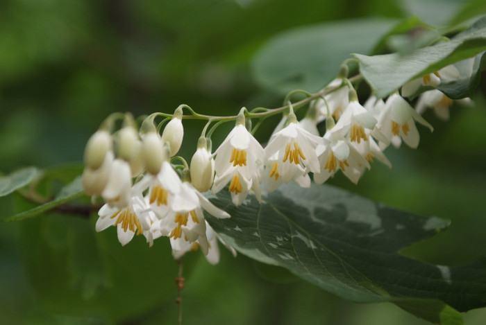 때죽나무 - Styrax japonica