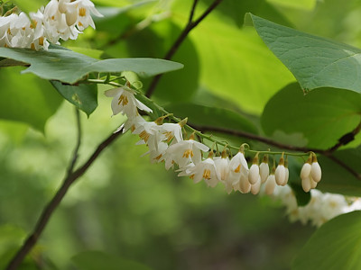 때죽나무 사진 - Styrax japonica Photos