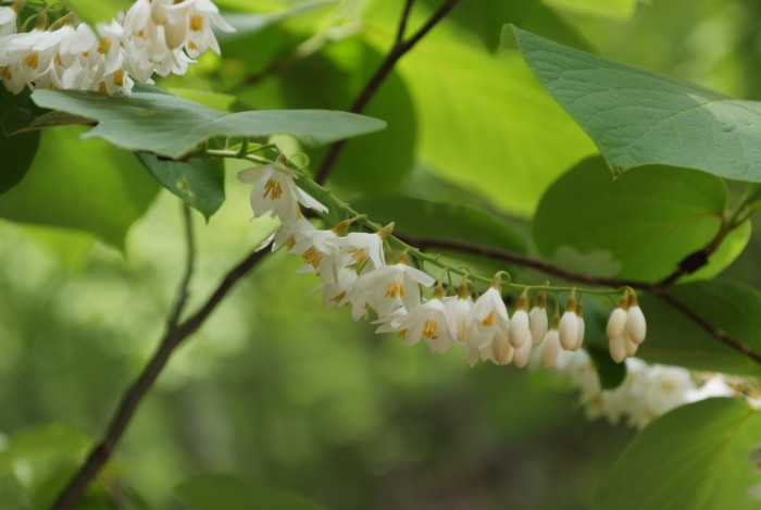 때죽나무 - Styrax japonica
