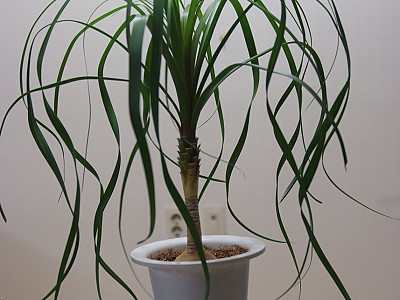 덕구리난 사진 - Beaucarnea recurvata Photos