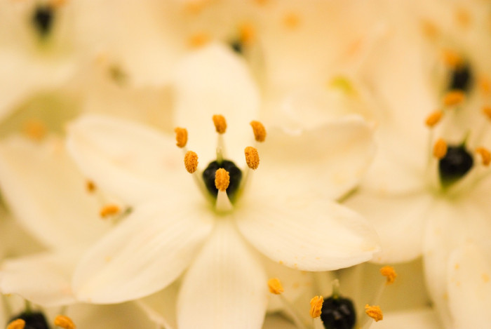 부바르디아 - Sweet Bouvardia, Bouvardia longiflora (cav.) HBK