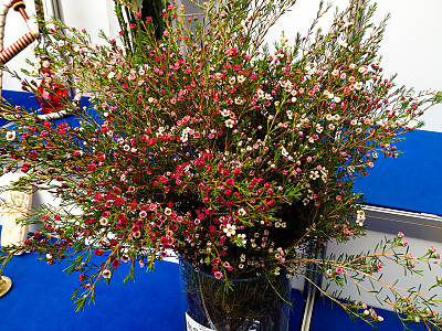 왁스플라워 사진 - Chamelaucium uncinatum Photos