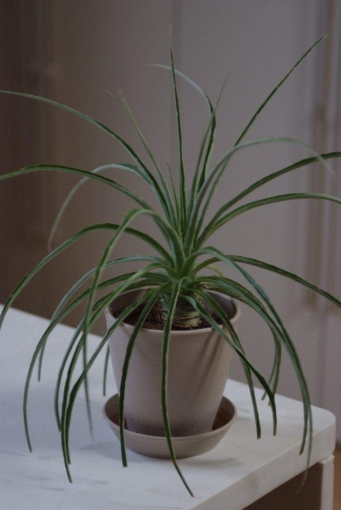 푸야 칠렌시스 - Sheep eating plant, Puya chilensis