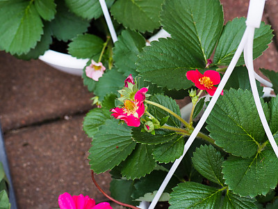사계딸기 사진 - Fragaria Xnanassa DUCH. Photos