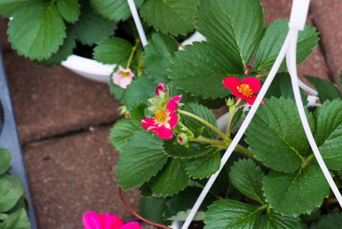 사계딸기 - Fragaria Xnanassa DUCH.
