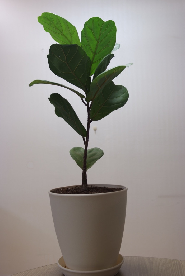 떡갈잎고무나무 - Ficus lyrata