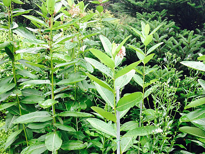 밀키위드 사진 - Asclepias syriaca L. Photos