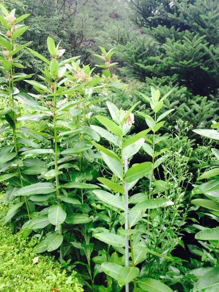 밀키위드 - Milkweed, Asclepias syriaca L.