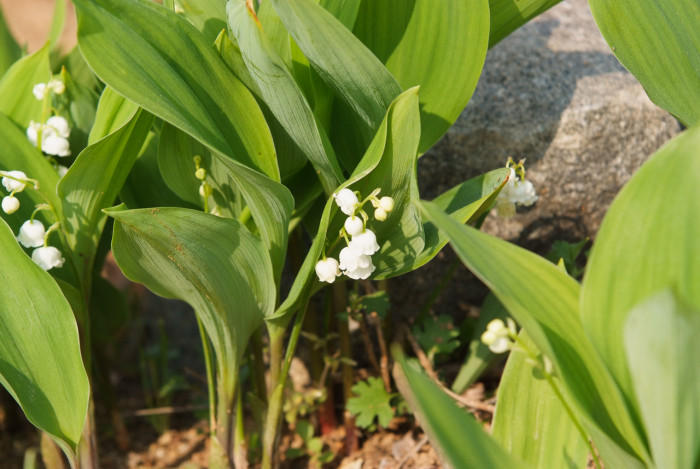 은방울꽃 - Convallaria keiskei Miq.