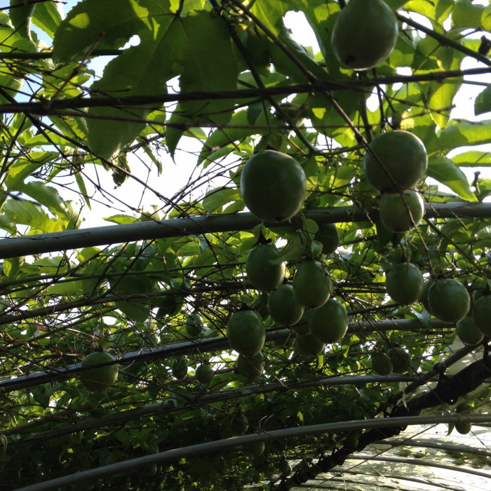 백향과 - Passion fruit, Passiflora edulis
