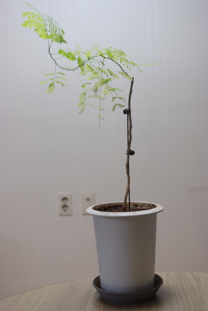 스위트아카시아 - Acacia farnesiana, acacia pycnantha