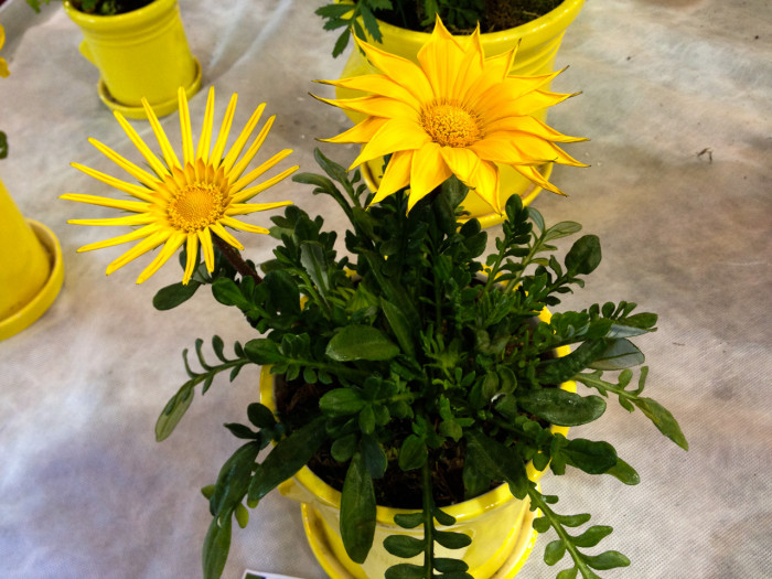가자니아 - Gazania, Gazania rigens (L.) Gaertn.