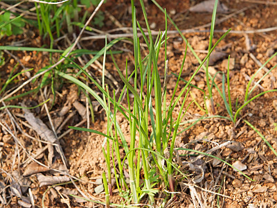 한라부추 사진 - Allium taquetii H.Lev. & Vaniot var. taquetii Photos