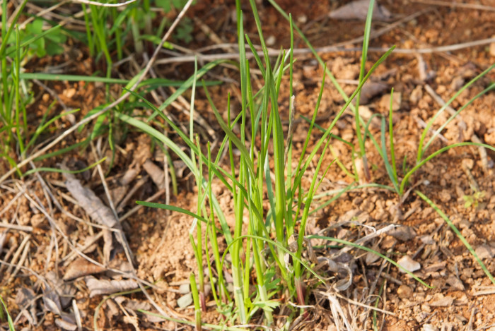 한라부추 - Allium taquetii H.Lev. & Vaniot var. taquetii