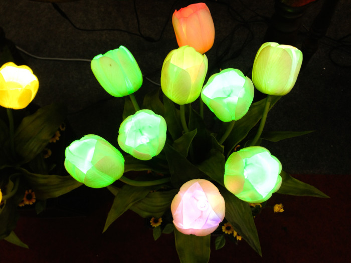 튤립 - Tulip, Tulipa gesneriana