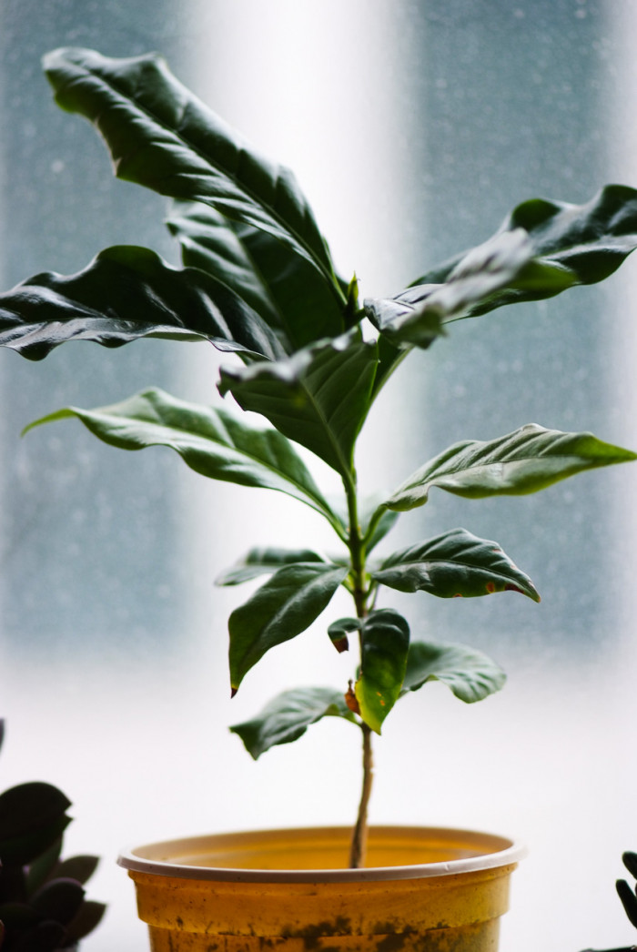 커피나무 - coffee tree, Coffea arabica L.
