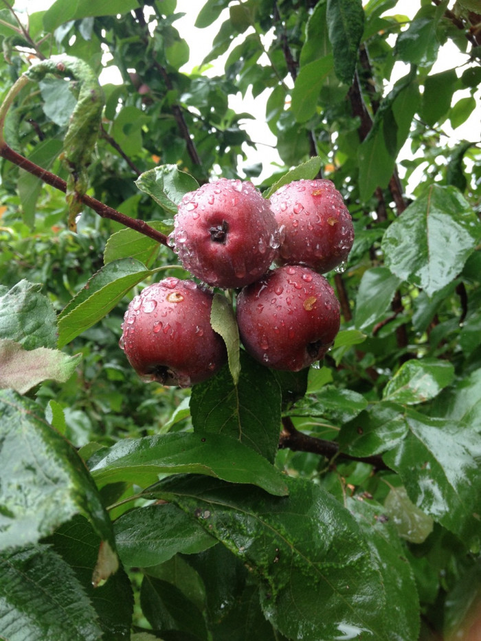 메이폴 - Crabapple, Malus pumila var. Maypole