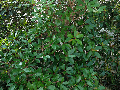 후피향나무 사진 - Ternstroemia gymnanthera (Wight & Arn.) Sprague Photos