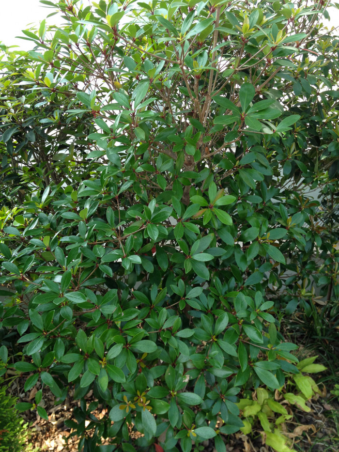 후피향나무 - Ternstroemia gymnanthera (Wight & Arn.) Sprague