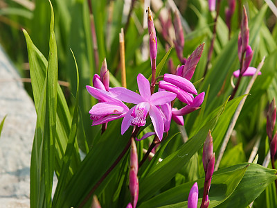 자란 사진 - Bletilla striata (Thunb. ex Murray) Rchb.f. Photos