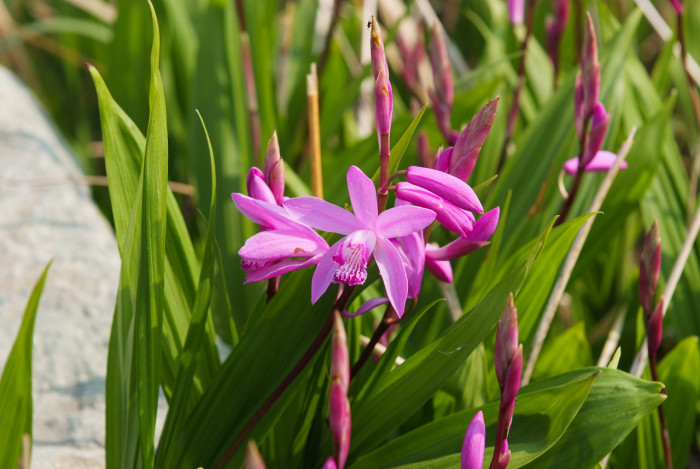 자란 - Bletilla striata (Thunb. ex Murray) Rchb.f.