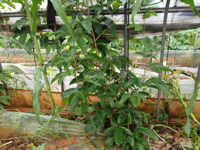 백향과 - Passion fruit, Passiflora edulis