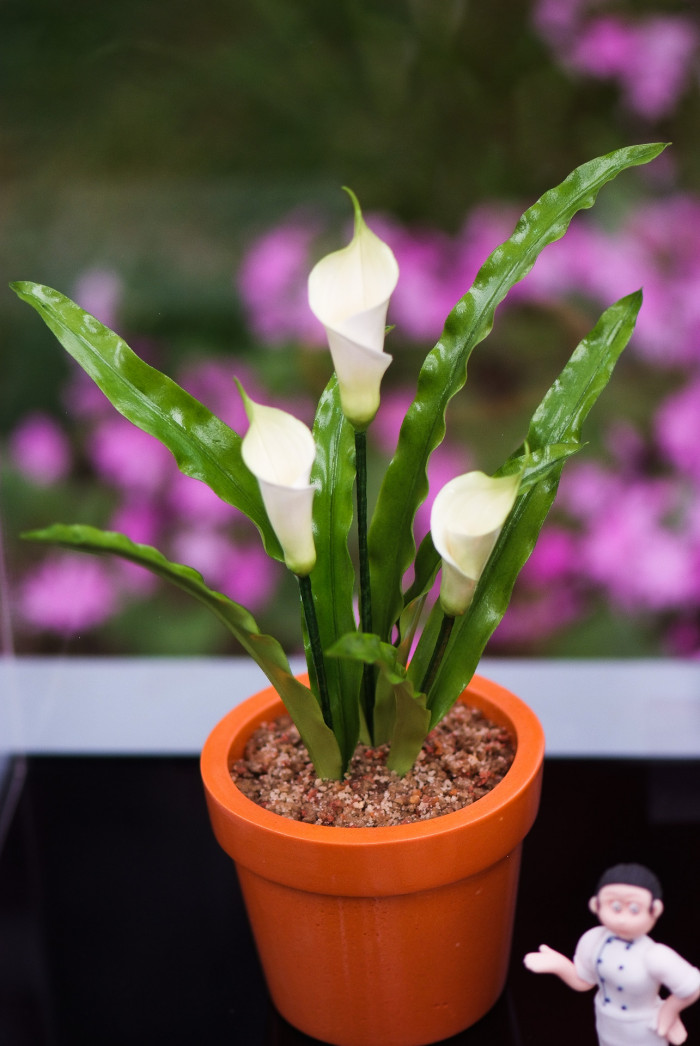 칼라 - calla, Zantedeschia aethiopica