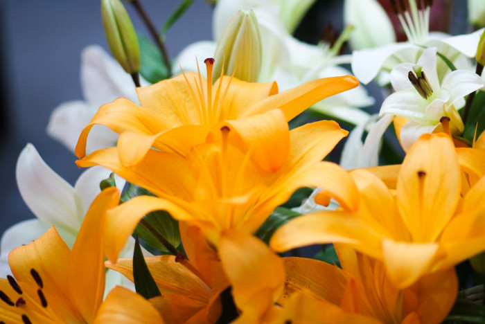 백합 - Lily, Lilium longiflorum Thunb.