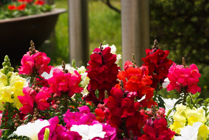 금어초 - snapdragon, Antirrhinum majus