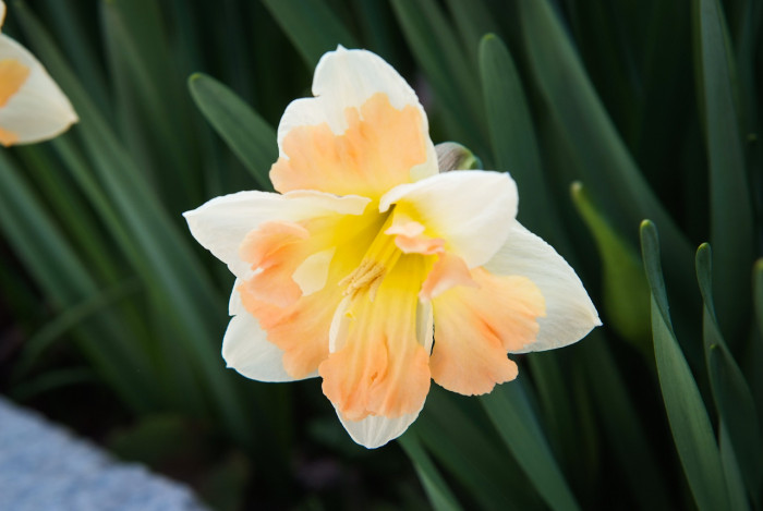 수선화 - daffodil, Narcissus tazetta var. chinensis