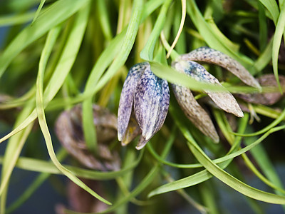 패모 사진 - Fritillaria verticillata var. thunbergii Photos