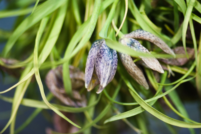 패모 - Fritillaria verticillata var. thunbergii