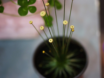 황금볼 사진 - Syngonanthus chrysanthus \'Mikado\' Photos