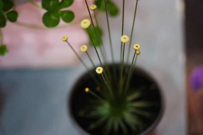황금볼 - Mikado, Syngonanthus chrysanthus 