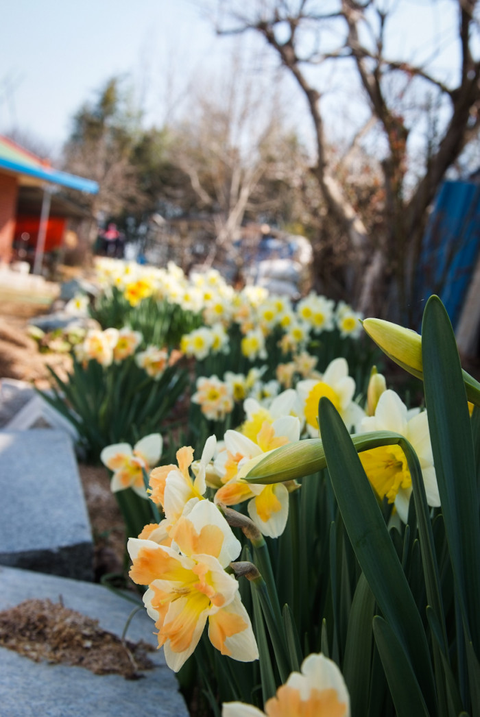 수선화 - daffodil, Narcissus tazetta var. chinensis