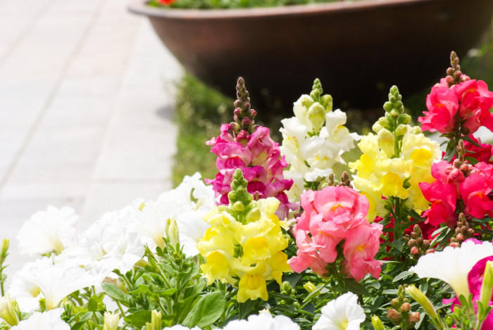 금어초 - snapdragon, Antirrhinum majus
