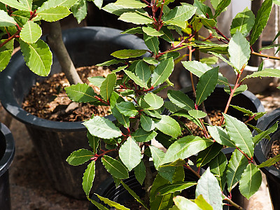 월계수 사진 - Laurus nobilis L. Photos