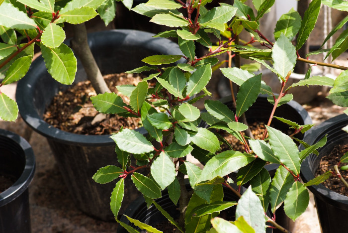 월계수 - Laurus nobilis L.