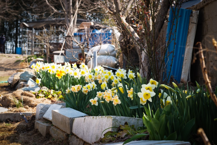 수선화 - daffodil, Narcissus tazetta var. chinensis