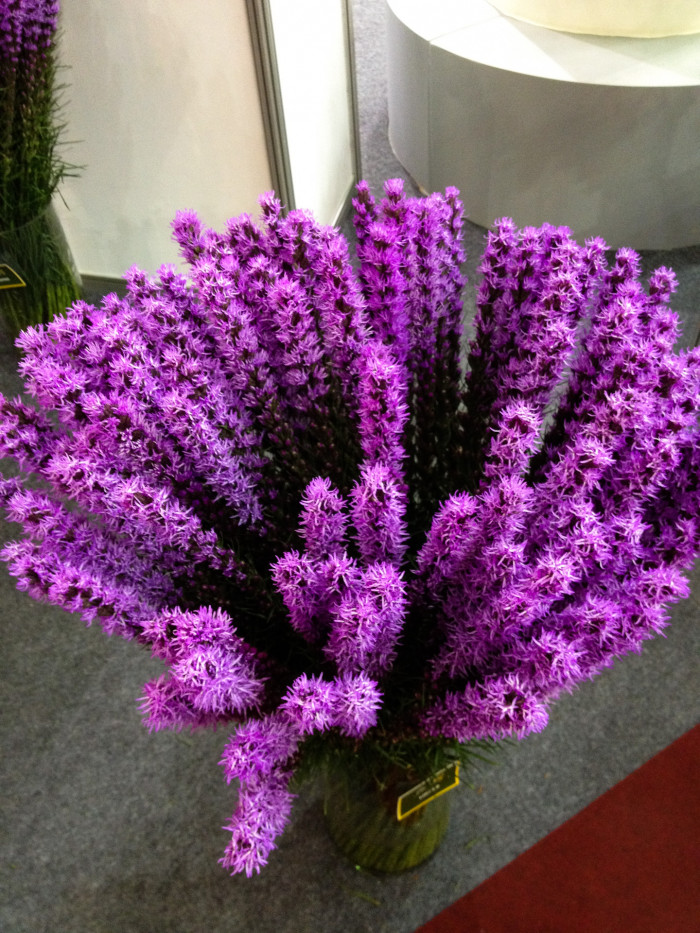 리아트리스 - Gayfeather, Cattail gayfeather, Kansas gayfeather, Liatris pycnostachya Michx. (L. spicata Willd.)